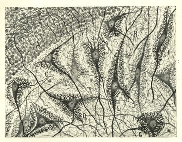 Santiago Ramon y Cajal illustration of nerve cells